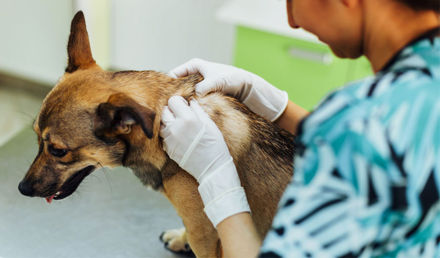 Dermatologia veterinário